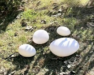 โคมไฟตั้งพื้น MODEL :: FL-137