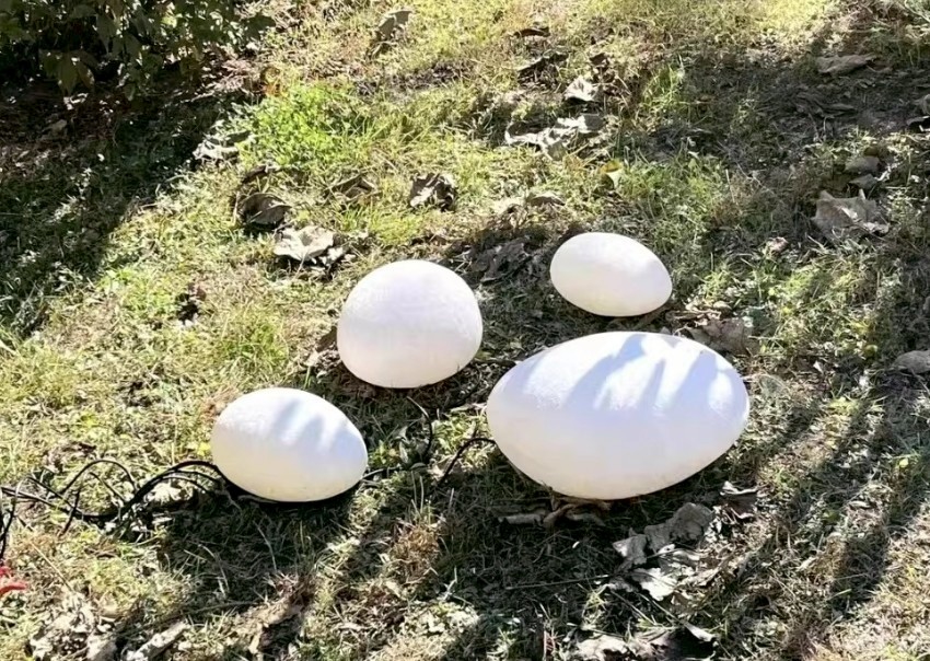 โคมไฟตั้งพื้น MODEL :: FL-137